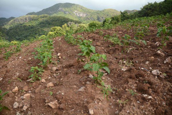 En el lomerío la tierra nunca está vacía. Foto: Oscar Alfonso Sosa.