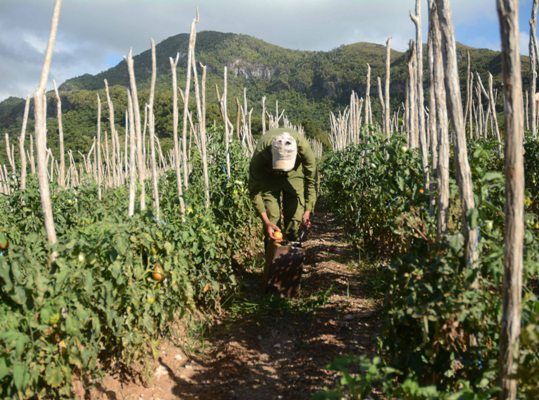 En cada espacio las plantaciones se hacen presente. Foto: Oscar Alfonso Sosa.