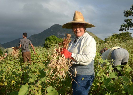 El rostro de la mujer también matiza la agricultura en la montaña. Foto: Oscar Alfonso Sosa.