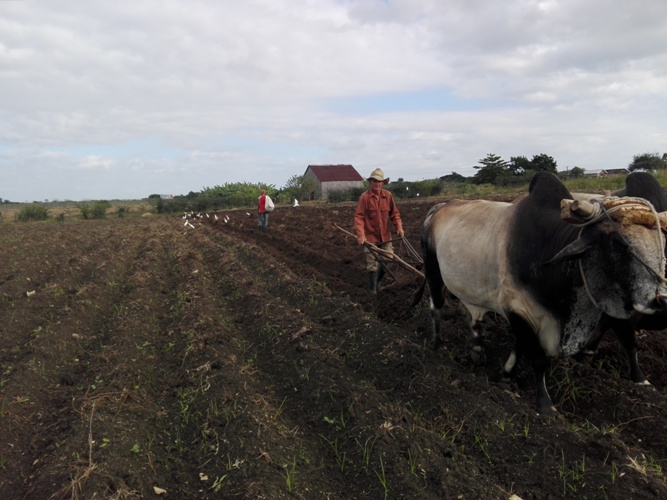 Sancti Spíritus otra vez provincia destacada en la emulación nacional por el Día del Campesino