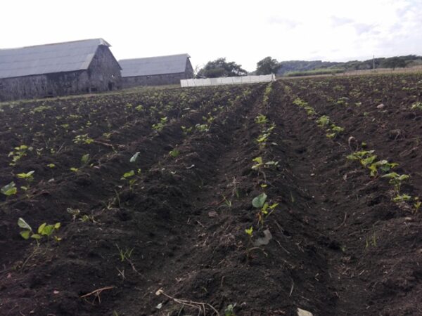 Plantación  una hectárea de boniato que ha logrado una excelente población. Foto: Eduardo Sicilia Hdez.