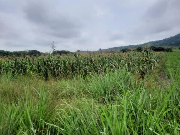 Mediante la labor de las yuntas de bueyes se han plantado en la zona importantes áreas de maíz. Foto: Eduardo Sicilia.
