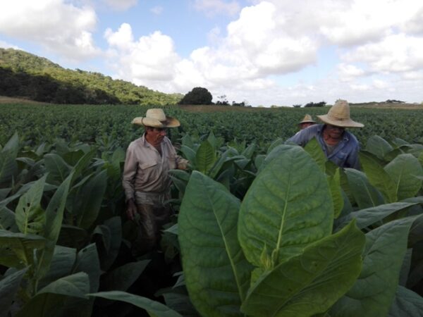 En la finca “El Caimito” se combina muy bien la producción de tabaco y alimentos. Foto: Eduardo Sicilia Hernández.