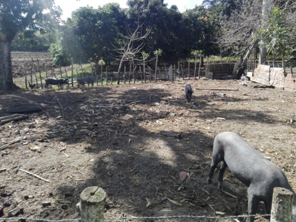 Otra fortaleza de la finca es la producción de carne y leche. Foto: Eduardo Sicilia Hernández.