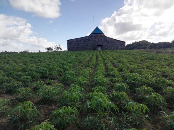 La finca de Orelvis es un hermoso campo verde con el buen aprovechamiento de la tierra. Foto: Eduardo Sicilia Hernández.