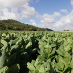 Altos rendimientos distinguen la campaña tabacalera en Taguasco