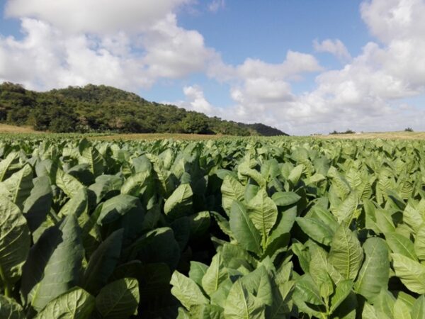 Los campos de tabaco muestran una excelente salud con un estimado de altos rendimientos cuando se acerca su cosecha. Foto: Eduardo Sicilia Hernández.