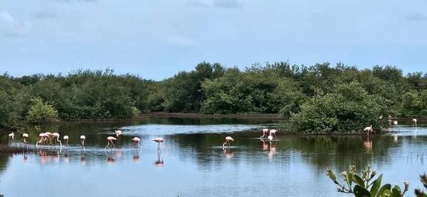 Flamencos rosados adornan el paisaje de la península Ancón de Trinidad de Cuba