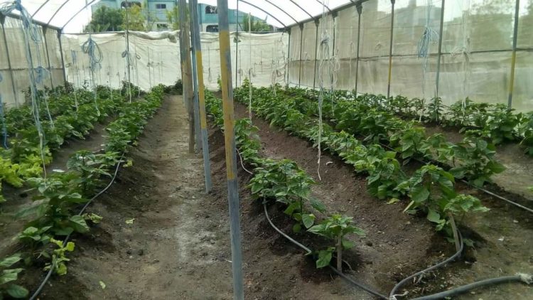 Grupo nacional de la agricultura urbana valora la tarea en Jatibonico