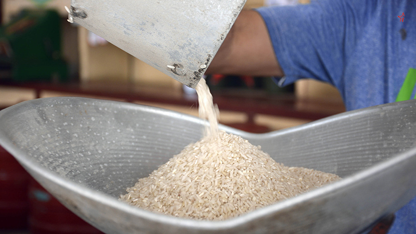 ¿Podrán la soberanía alimentaria y el autoabastecimiento municipal garantizar el arroz que le falta hoy a su plato?