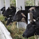 ¿Leche cortada? Impagos y crisis energética en el camino de la producción láctea en Sancti Spíritus