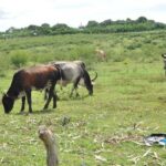 ¿Cómo frenar el hurto y sacrificio de ganado mayor en Taguasco?