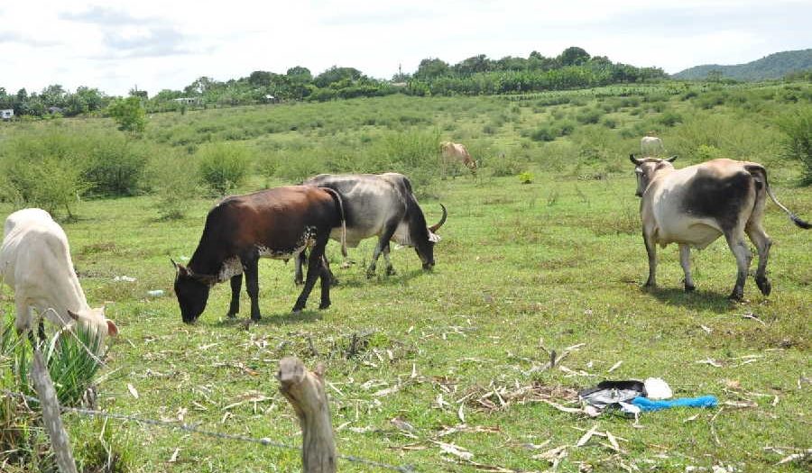 ¿Cómo frenar el hurto y sacrificio de ganado mayor en Taguasco?