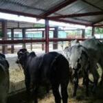 Ejemplares bovinos premiados en Feria Nacional se exhibirán en La Sierpe