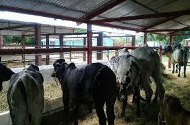 Ejemplares bovinos premiados en Feria Nacional se exhibirán en La Sierpe
