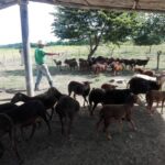 Frente pecuario en La Sierpe por mejoramiento genético del ganado vacuno y ovino