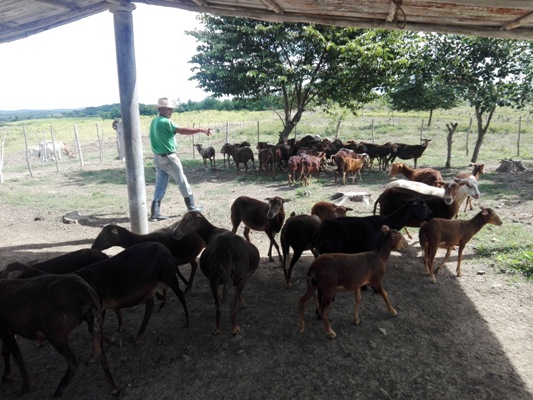 Frente pecuario en La Sierpe por mejoramiento genético del ganado vacuno y ovino