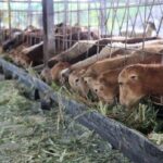 Campesino sierpense se destaca en la cría de ganado y los cultivos varios