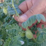 Taguasco siembra frijol y garbanzo pese a lluvias y falta de insumos