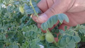 Taguasco siembra frijol y garbanzo pese a lluvias y falta de insumos