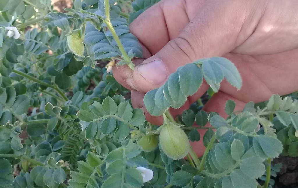 Taguasco siembra frijol y garbanzo pese a lluvias y falta de insumos