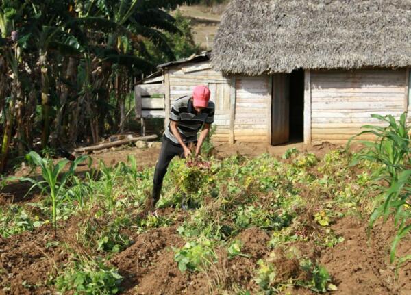 El patio de su casa es un huerto que le proporciona casi todos los alimentos agrícolas que consume. Foto: Oscar Alfonso Sosa