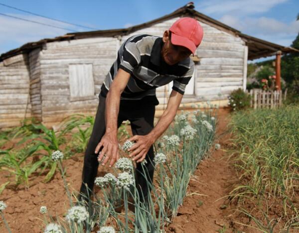 En su huerto logra las semillas de cultivos que después desarrolla. Foto: Oscar Alfonso Sosa.