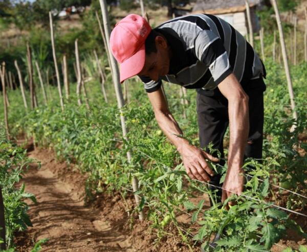 El tomate de su huerto promete. Foto: Oscar Alfonso Sosa.