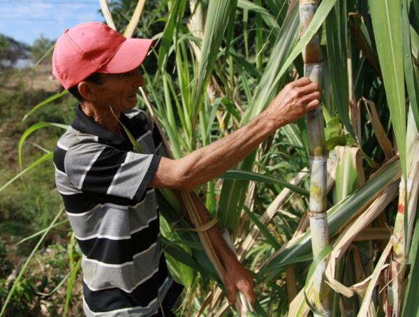Como buen guajiro, no falta en sus plantaciones la caña. Foto: Oscar Alfonso Sosa.