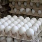 Esquema de gestión cooperada garantiza recuperación incipiente de la producción de huevos en Sancti Spíritus
