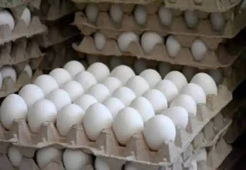 Esquema de gestión cooperada garantiza recuperación incipiente de la producción de huevos en Sancti Spíritus
