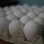Nueva forma de gestión cooperada intenta oxigenar la producción de huevos en Sancti Spíritus