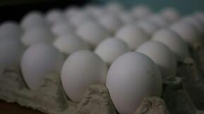 Nueva forma de gestión cooperada intenta oxigenar la producción de huevos en Sancti Spíritus