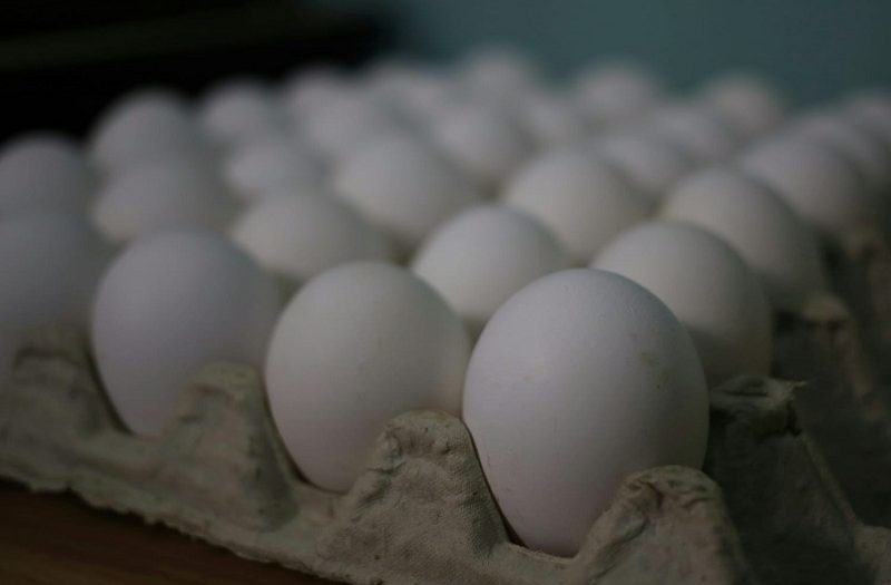 Nueva forma de gestión cooperada intenta oxigenar la producción de huevos en Sancti Spíritus