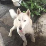 Un perro es lanzado desde un quinto piso de un edificio y sobrevive