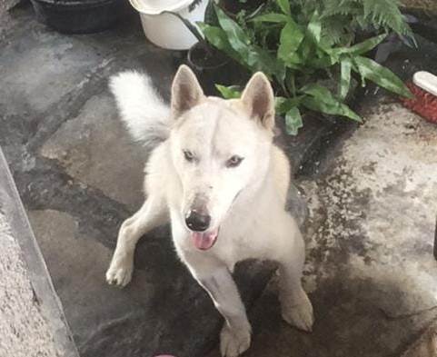 Un perro es lanzado desde un quinto piso de un edificio y sobrevive
