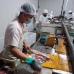 Garantizan calidad alimentaria en la industria pesquera de Sancti Spiritus