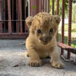 Sancti Spíritus tiene un nuevo príncipe león (+ video)
