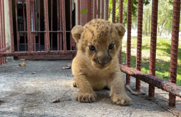 Jorgito, cachorro de león