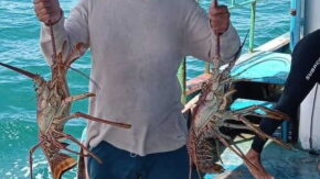 Aprovecha Pescasilda etapa de veda de la langosta