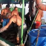 Langosteros trinitarios cumplen última campaña ante restablecimiento de la veda