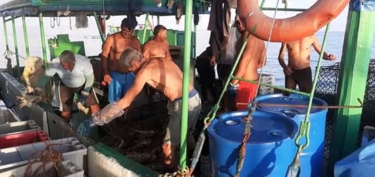 Langosteros trinitarios cumplen última campaña ante restablecimiento de la veda