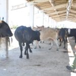 Retoma Fomento ejercicio sobre control de la masa ganadera y la tierra