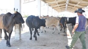 Retoma Fomento ejercicio sobre control de la masa ganadera y la tierra