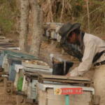 Incrementan miel ecológica en áreas montañosas de Trinidad para reforzar exportaciones