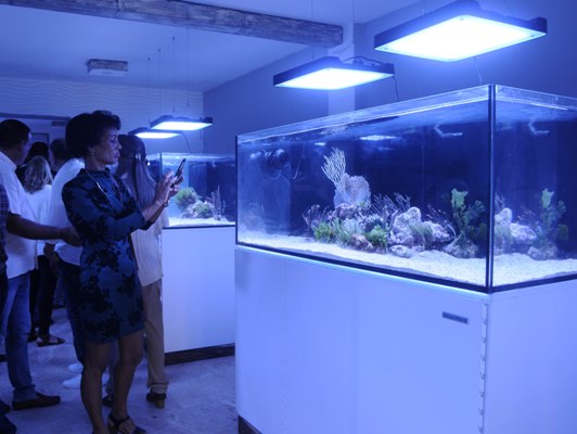 El Acuario marino de peces invertebrados del arrecife es desde ya un espacio recreativo, ambientalmente sostenible. Foto: Oscar Alfonso Sosa.