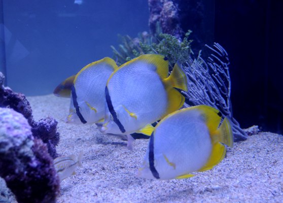 En siete grandes peceras se disfruta una habilitación del fondo marino con sus inquilinos implícitos. Foto: Oscar Alfonso Sosa.