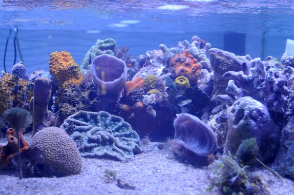 Miniacuario, una realidad cooperada