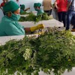 La Sierpe: Garantiza calidad planta procesadora de polvo de moringa en Cuba