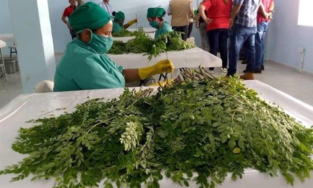 La Sierpe: Garantiza calidad planta procesadora de polvo de moringa en Cuba